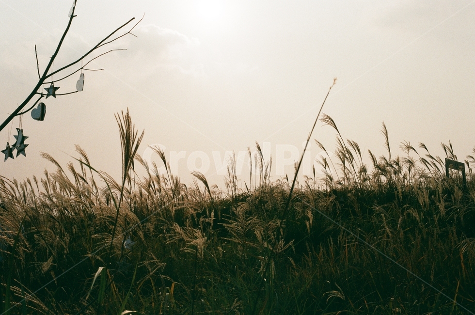가을,하늘공원,갈대,분위기,수평선,자연,풍경,nature,landscape,grass,잔디,plant,식물,lawn,reed