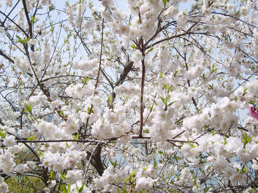 식물,꽃,자연,flower,야외,식물,자연,plants,nature,꽃,flower