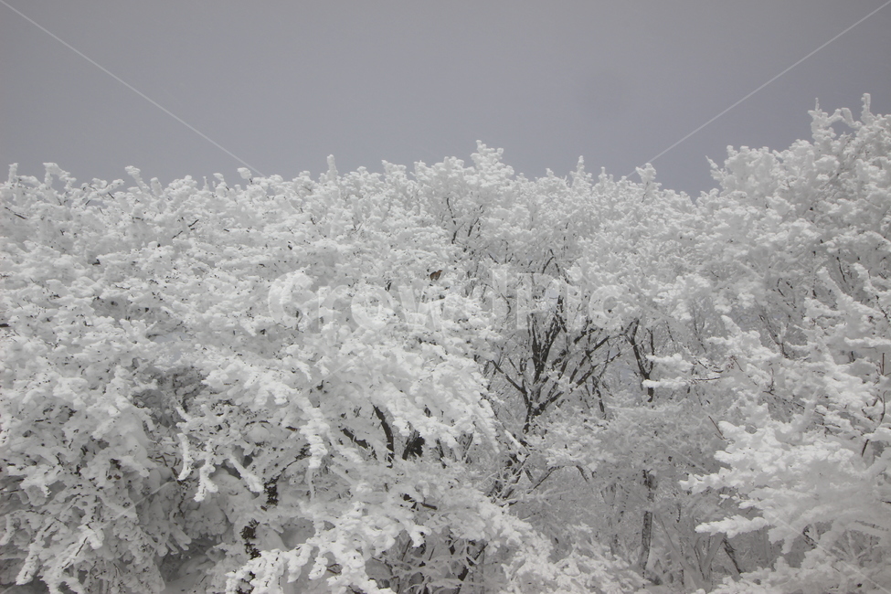 한라산,사라오름,성판악코스,눈꽃,눈산행,HallasanMountain,겨울,계절,winter,season,자연,풍경,nature,landscape,outdoors,옥외