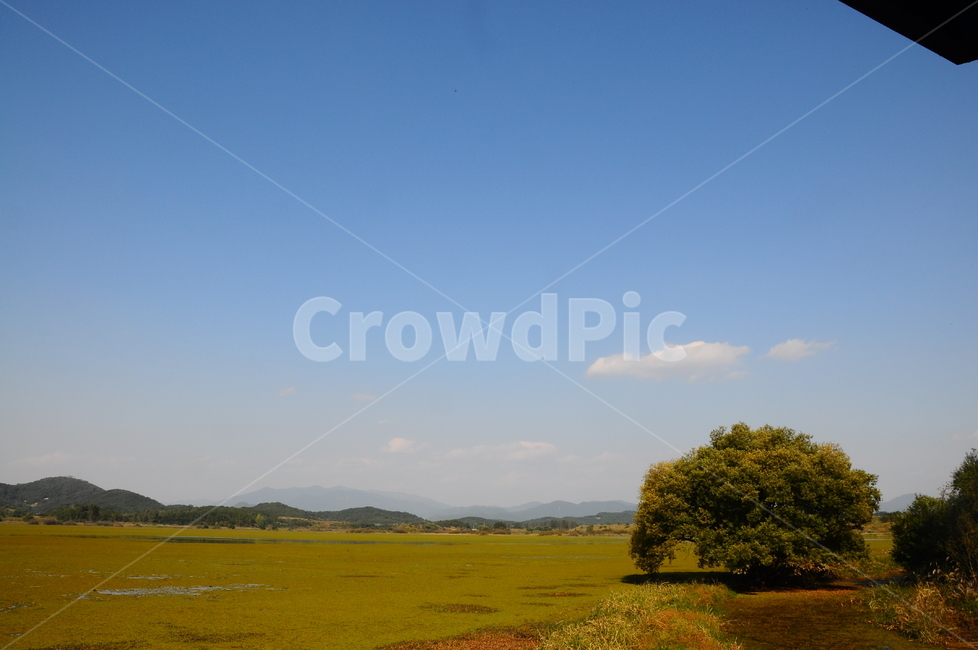 우포늪,습지,자연,늪,우포,자연,풍경,nature,landscape,field,들,grassland,목초지,outdoors,옥외