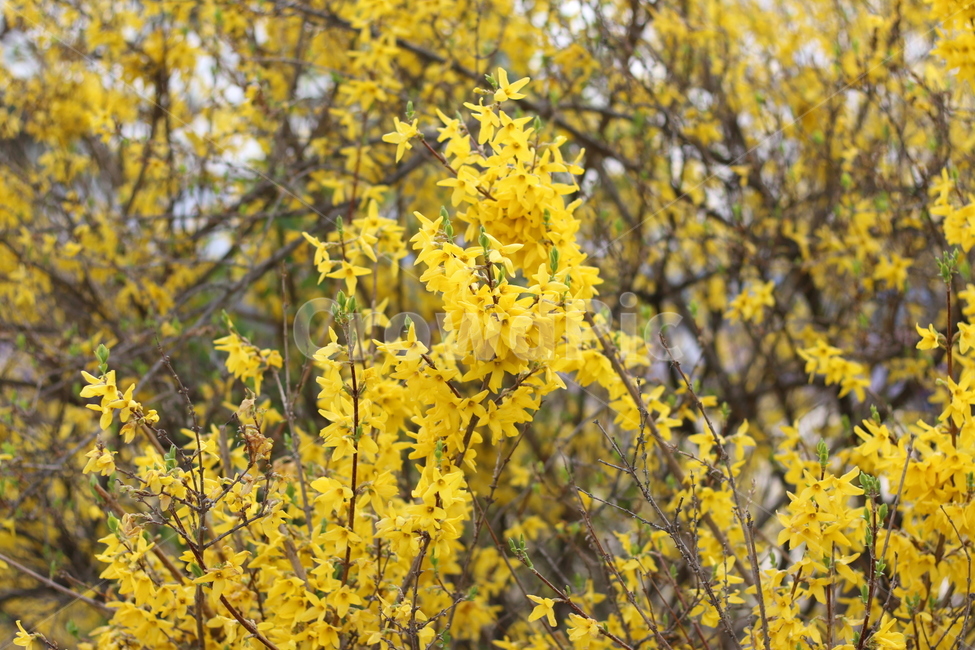 봄,개나리,나무,노란,만개한,식물,자연,plants,nature,꽃,flower