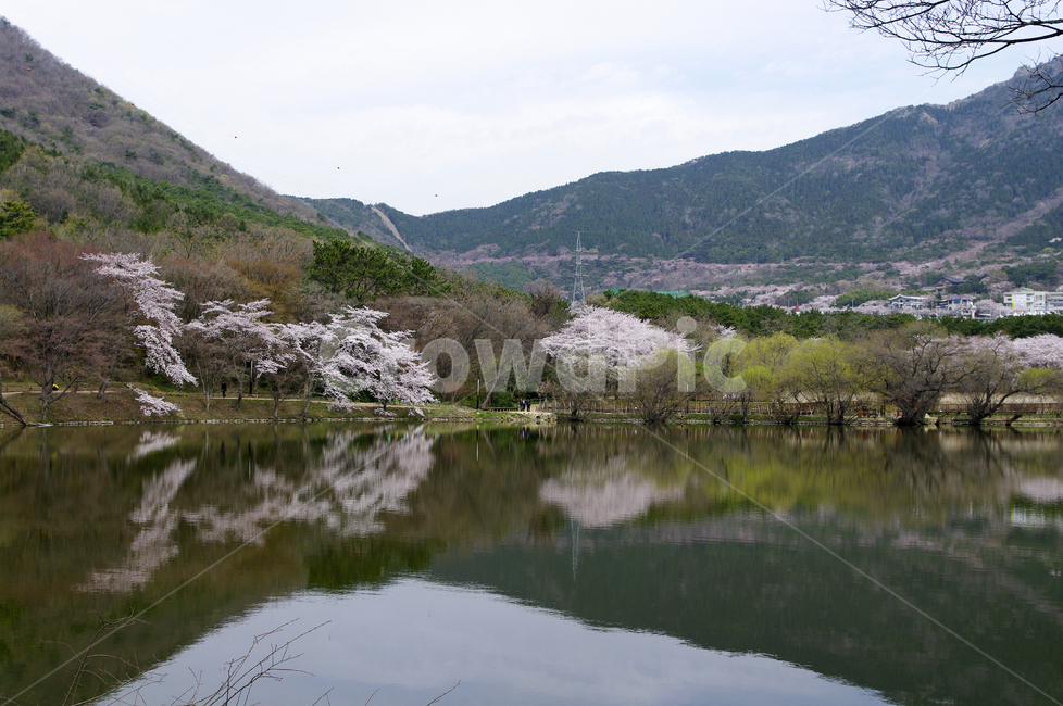 호수,풍경,나무,벚꽃,봄,식물,반영,봄,계절,spring,season,자연,풍경,nature,landscape,한국자연풍경,한국자연경관,korea nature landscape,plant