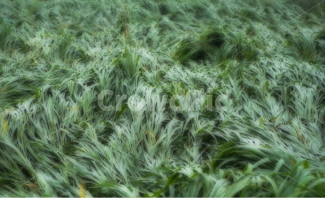 갈대,강풍,비바람,자연,식물,식물,자연,plants,nature