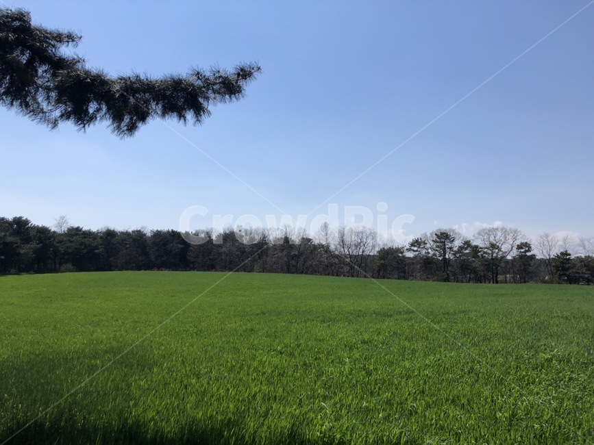 초록색,들판,잔디,잔디밭,식물,나무,소나무,하늘,들,산,밭,풍경,자연,nature,자연,풍경,nature,landscape,outdoors,옥외,grassland,목초지,field,paddy field,패디 필드