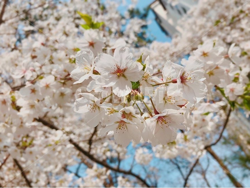 꽃,flower,벚꽃,cherryblossom,봄,꽃나무,pink,연분홍,nature,감성,생화,싱그러운,plants,식물,초록,green,자연,색깔,color,spring,sensible,season,tree,색채,색상,색감,colorsense,계절,흰색,하양,white