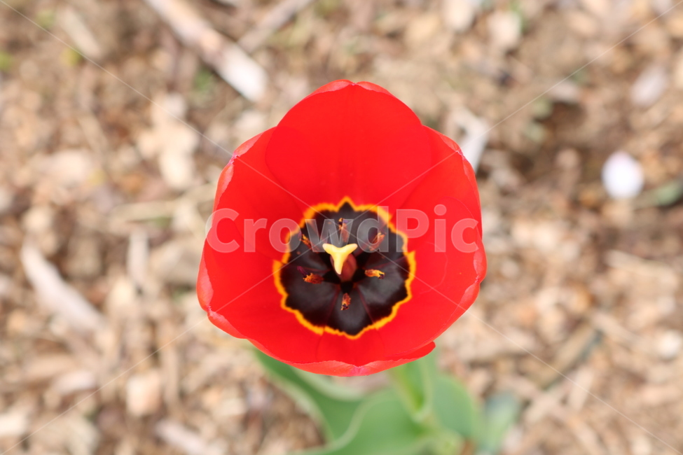 식물,꽃,자연,빨간,튤립,식물,자연,plants,nature,꽃,flower