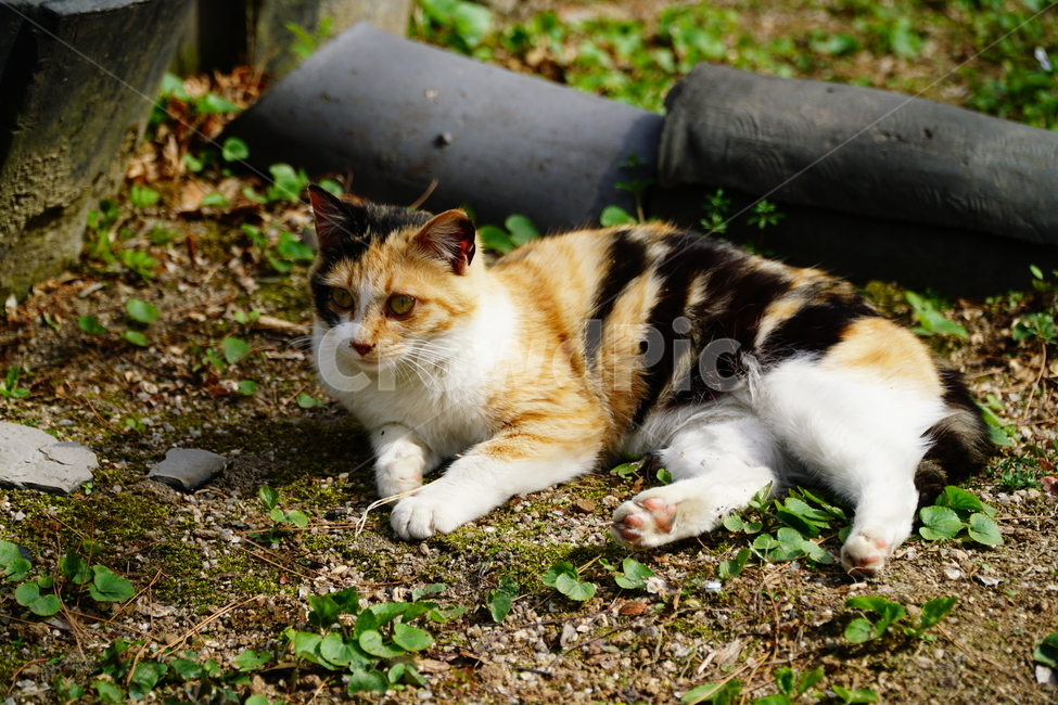 고양이,길고양이,동물,포유류,cat,animal,야옹,냐옹,야옹이,냐옹이,삼색고양이,4월,봄,april,spring,풍경,landscape,alleycat,짐승,식물,꽃밭,화단,동물,animal,포유류,mammal,고양이,cat,kitten,kitty