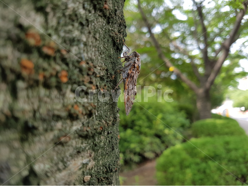 매미,곤충,여름곤충,참매미,벚나무,여름,계절,summer,season,동물,animal,곤충,벌레,insect,bug,plant,식물,tree,나무,tree trunk,나무 줄기,invertebrate,무척추 동물