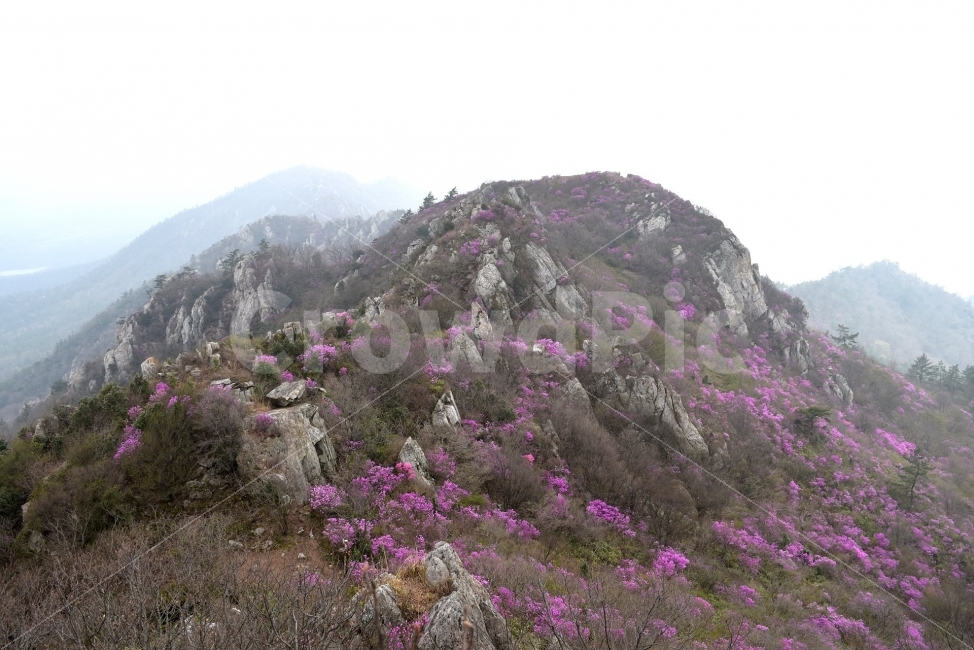 주작산,덕룡산,진달래,풍경,기암,바위,비경,봄풍경,분홍색,진달래꽃,강진,명산,산행,등산,마운틴,자연,풍경,nature,landscape,봄,계절,spring,season,slope,경사,outdoors,옥외,plant,식물
