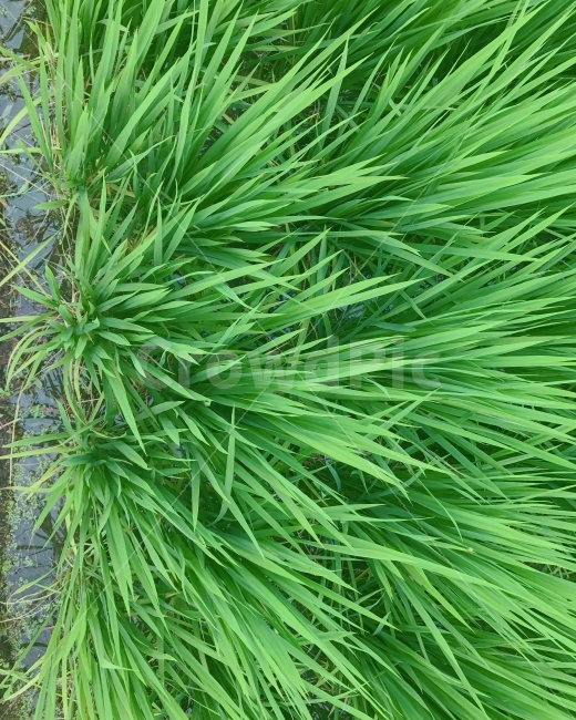 풀,벼,초록,식물,농사,새싹,식물,자연,plants,nature