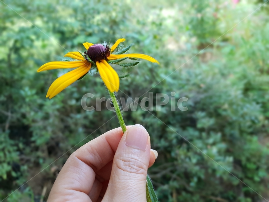 루드베키아,꽃,식물,자연,노랑색,그린,여자손,plants,nature,green,flowers,식물,자연,plants,nature,꽃,flower,사람,인물,인간,human,person,신체일부,몸,body