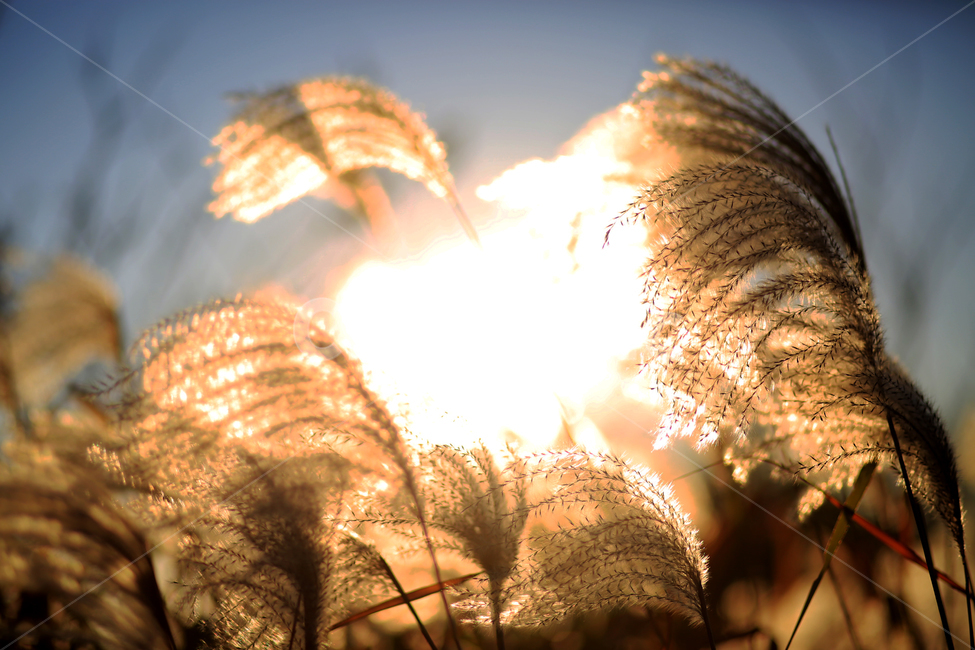 가을,갈대,풍경,억새,하늘,자연,nature,landscape,식물,plants,가을,계절,fall,autumn,season,light,빛,flare,플레어,grass,잔디,plant