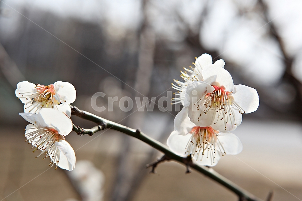 매화꽃,매화,꽃,꽃잎,봄꽃,봄,공원,식물,자연,식물,자연,plants,nature,꽃,flower