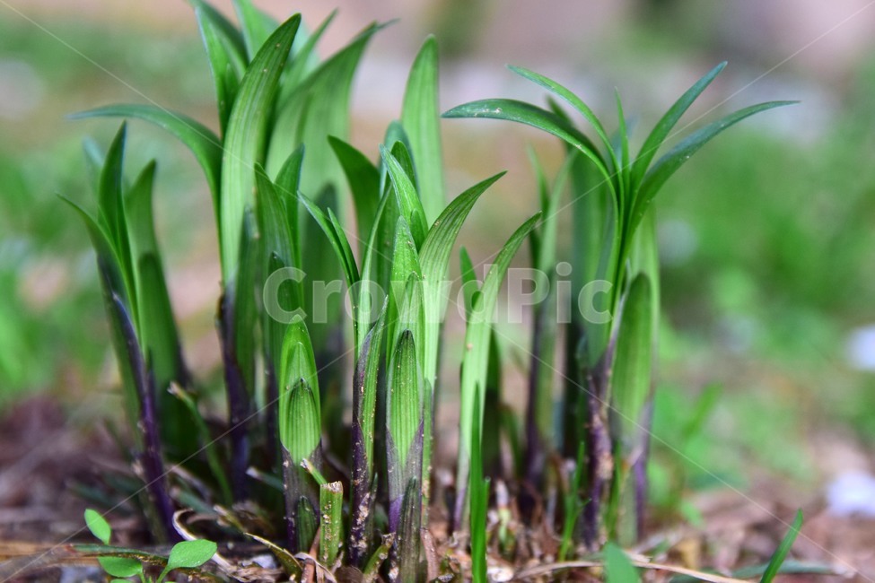 맥문동,새싹,자연,감성,초록,식물,plant,nature,네이처,플랜트,feeling,sensible,흙,화단,식물,자연,plants,nature