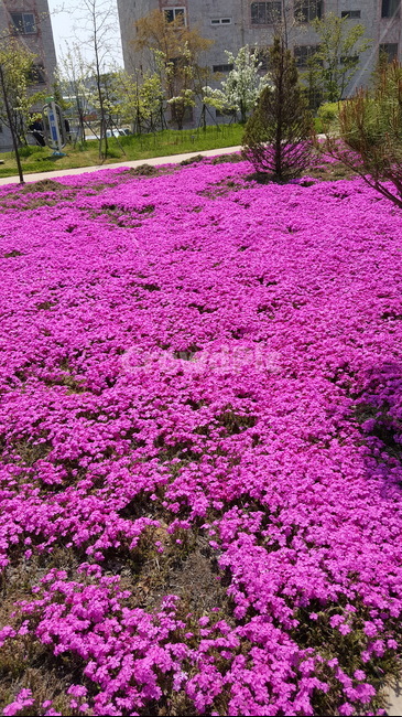 꽃밭,분홍색꽃,공원,나무,건물,식물,자연,plants,nature,꽃,flower