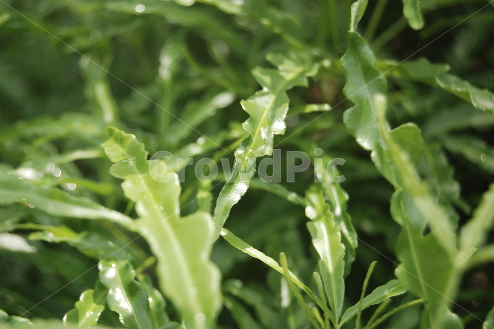 식물,vegetable,야채,arugula,plant,green,식물,자연,plants,nature