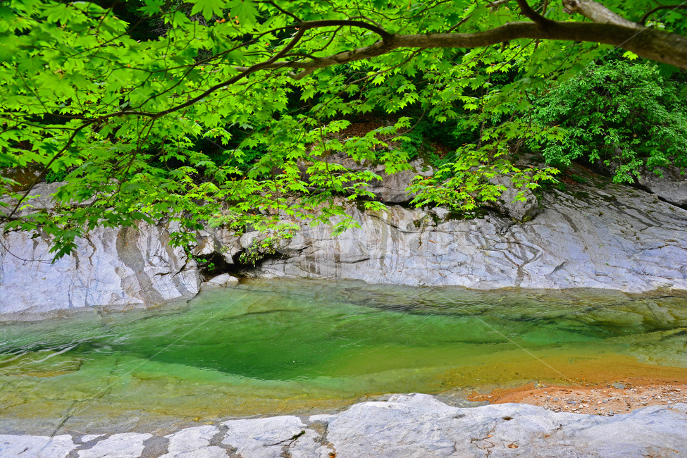 힐링,숲길,자연,풍경,계곡,신록,초록,나무,숲,길,산촌,시즌,계절,그린,forest,season,healing,6월,싱그러운,청정,공기,산소길,air,nature,plant,물,시원한,숲그늘,맑은,무공해,청정지대,오염없는,담,소,단풍나무,돌,바위,암석,자연,풍경,nature,landscape,한국자연풍경,한국자연경관,korea nature landscape,식물,algae,조류