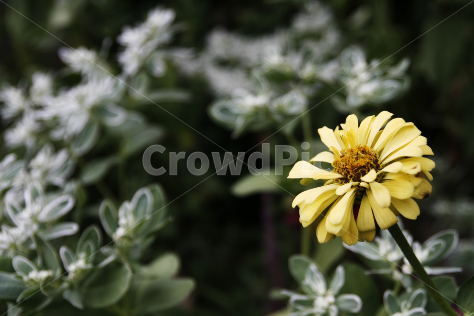 노란,꽃,봄,개화,봄꽃,식물,자연,plants,nature,꽃,flower