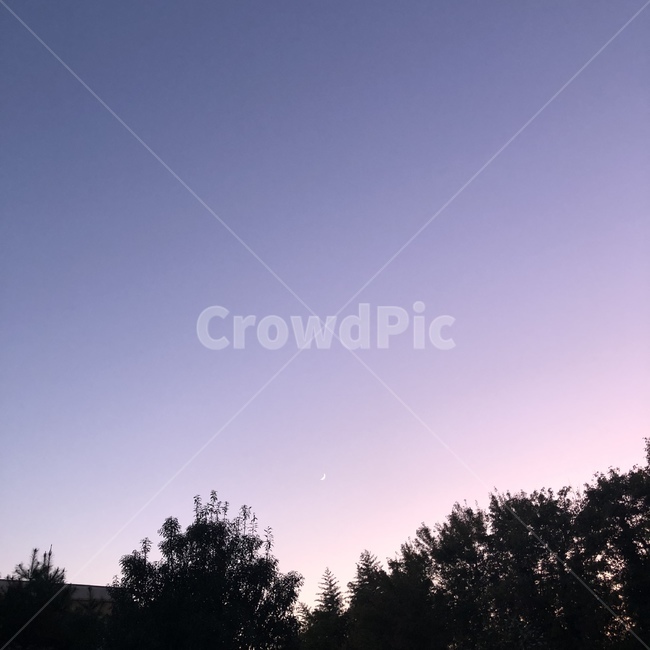 자연,나무,tree,nature,outdoors,sky,moon,달,하늘,자연,풍경,nature,landscape