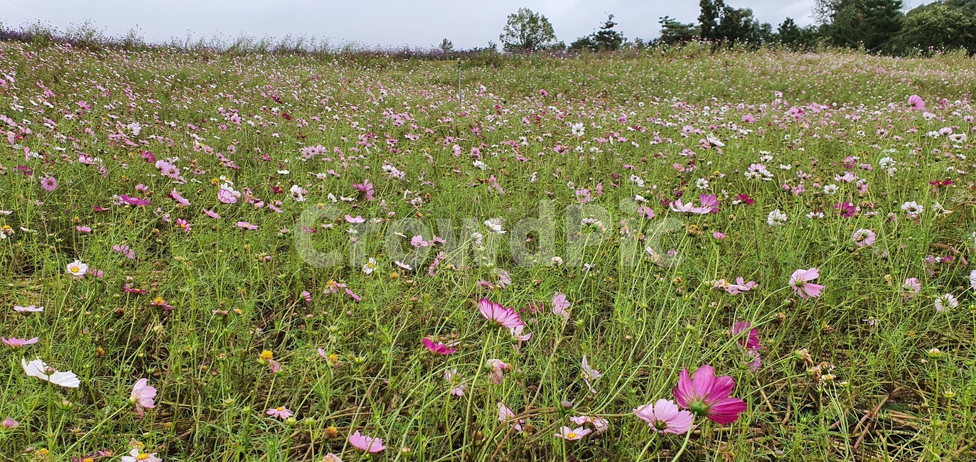 garden,flower,summer,spring,green,white,beauty,floral,pink,season,beautiful,background,blossom,petal,bright,colorful,growth,blooming,leaf,park,grass,botany,natural,flora,fresh,outdoor,bloom,꽃,꽃밭,코스모스,가을,grassland,outdoors,옥외,field,들,nature,자연,rural,농촌,farm,농장,countryside,meadow,목초지,plant,식물