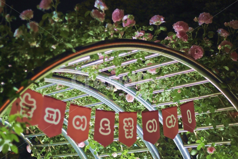 꽃,장미,봄,rose,장미축제,flower,분홍장미,장미아치,꽃터널,아치구조물,밤풍경,야간촬영,조명,정원,꽃덩굴,녹색잎,로맨틱분위기,감성사진,현수막,자연,화사한꽃,장미정원,꽃사진,야외공간,핑크빛꽃,철재구조,꽃장식,정원조형물,녹음,장미덩굴,야간산책,장식용아치,낭만적인정원,자연풍경,아늑한분위기,꽃축제,감각적인장미,아름다운장미,봄꽃,여름꽃