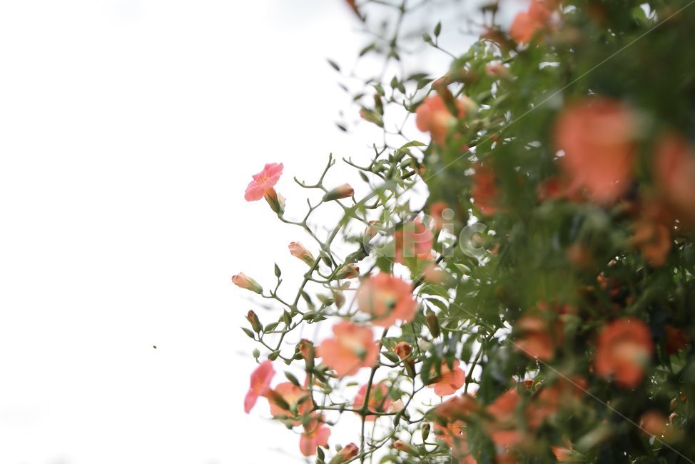 능소화,여름꽃,주황색,꽃,감성,식물,자연,plants,nature,꽃,flower