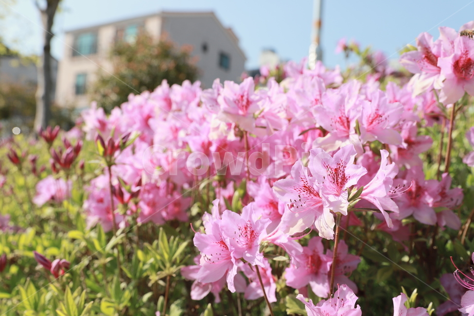 봄,꽃,flower,아웃포커싱,철쭉,자연