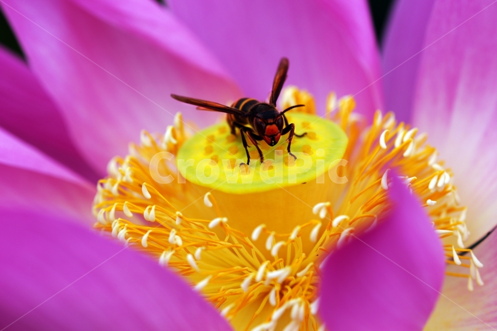 경주연꽃,연꽃,연꽃벌,벌,안압지벌,식물,자연,plants,nature,꽃,flower,동물,animal,곤충,벌레,insect,bug