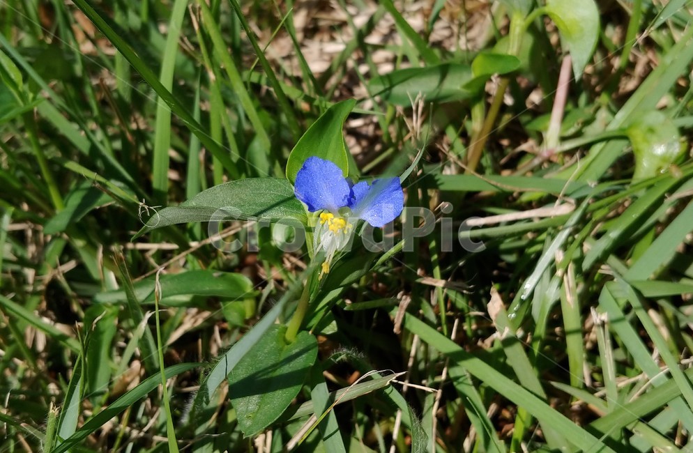 식물,flower,plant,꽃,blossom,닭의장풀,달개비