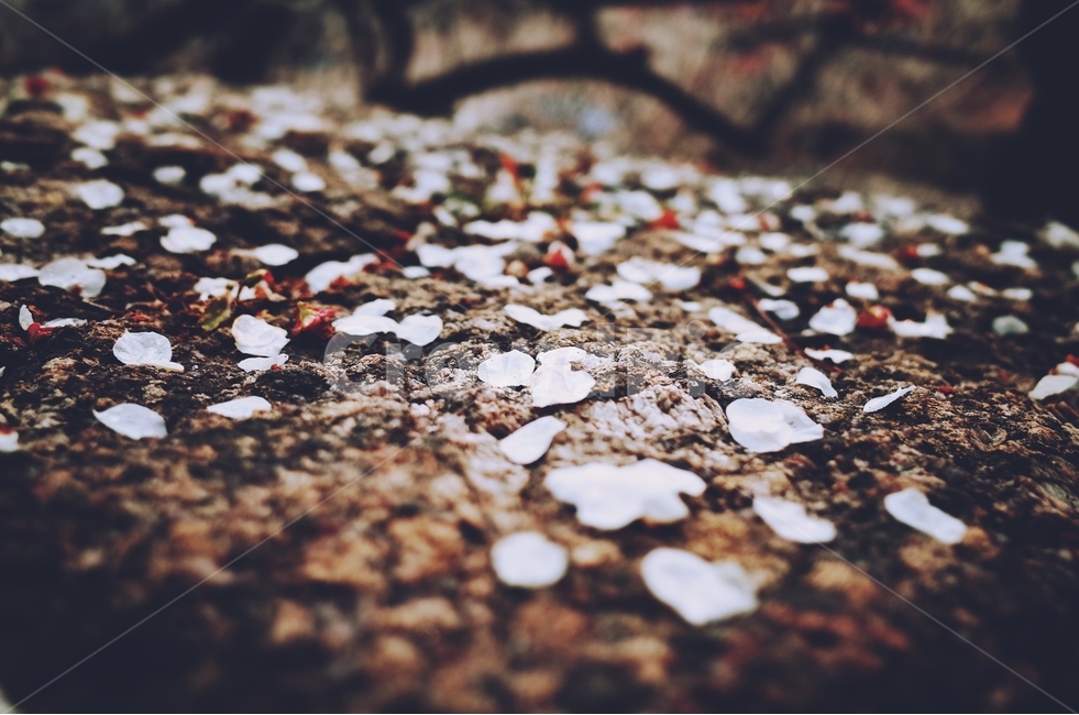 감성사진,봄,꽃,매화,사랑,감사,봄날,봄꽃,4월,벚꽃,튤립꽃,꽃,flower,감성,sensible,feeling