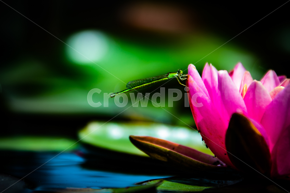 꽃,연꽃,연잎,수련,자연,힐링,식물,자연,plants,nature,꽃,flower,동물,animal,곤충,벌레,insect,bug