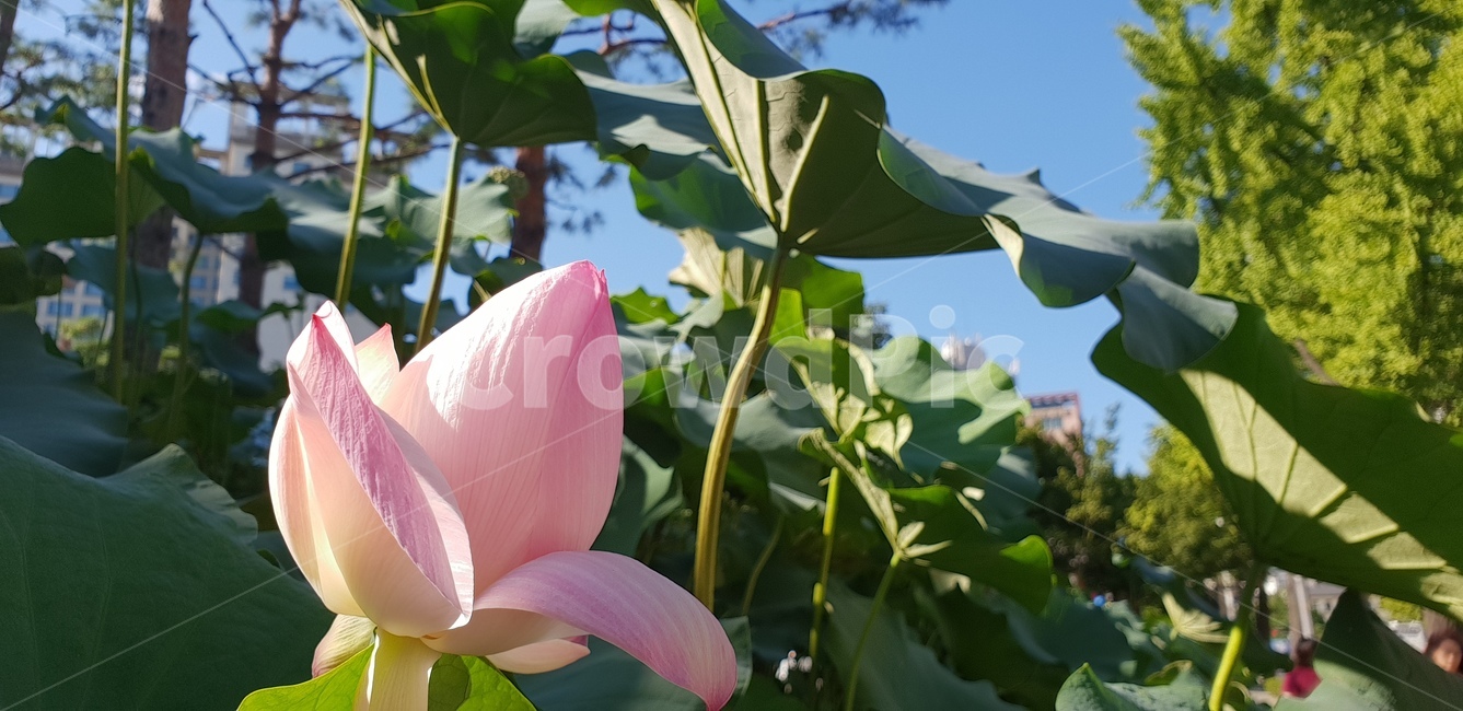 plant,연꽃,꽃,봉오리,연못,연잎,식물,연밥,사팔,불교,절,초록,분홍,연분홍,배경,풍경,자연,하늘,로우앵글,핑크,꽃,flower