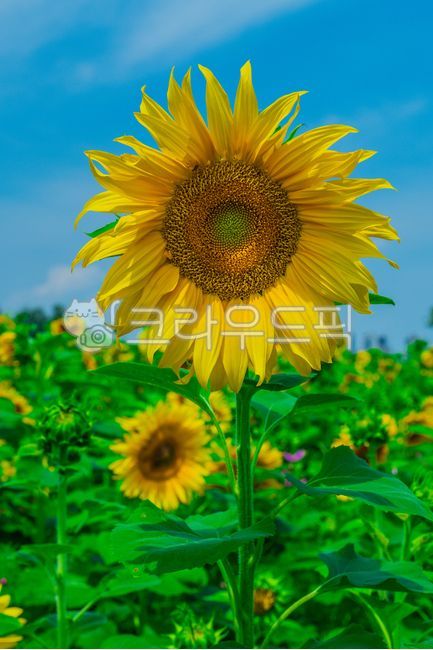 sunflower,plant,flower,summer plant,leaf,summer flower,outdoor,nature,summer,summer,season,plants,nature,flower,plant