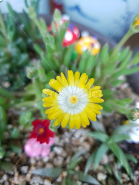 꽃,자연,아름다움,식물,개화,활짝,flower,플라워