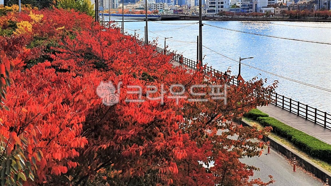 단풍잎,잎,붉은잎,낙엽길,가을,나뭇잎,단풍나무,autumn,빨간잎,outdoors,옥외,nature,자연,leaf,tree,나무