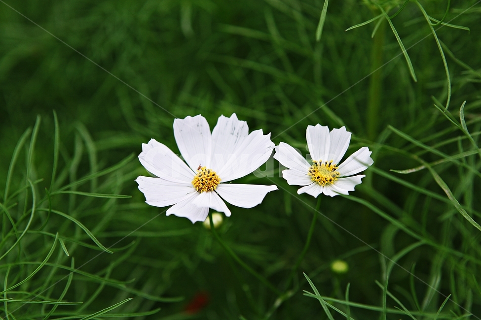 코스모스,꽃,꽃잎,식물,자연,공원,가을,가을꽃,식물,자연,plants,nature,꽃,flower