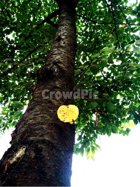 plant,식물,tree,나무,treetrunk,나무줄기,가을,노란잎