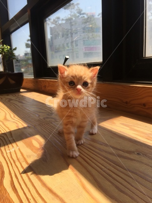 고양이,애완동물,반려묘,냥이,치즈,동물,animal,포유류,mammal,고양이,cat,kitten,kitty