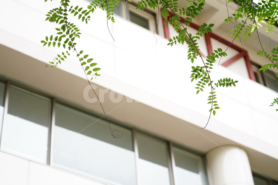 식물,녹색,자연,생물,그린,green,leaf,잎,plant,식물,자연,plants,nature