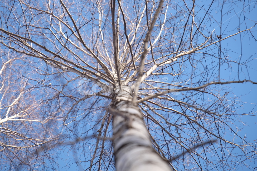 나무,식물,하늘,겨울,눈,자작나무,숲,설경,tree,plant,sky,blue,white,snow,winter,forest,long,자연,nature,풍경,landscape,경관,아련,웅장,겨울,계절,winter,season,식물,자연,plants,nature,나무,trees,wood