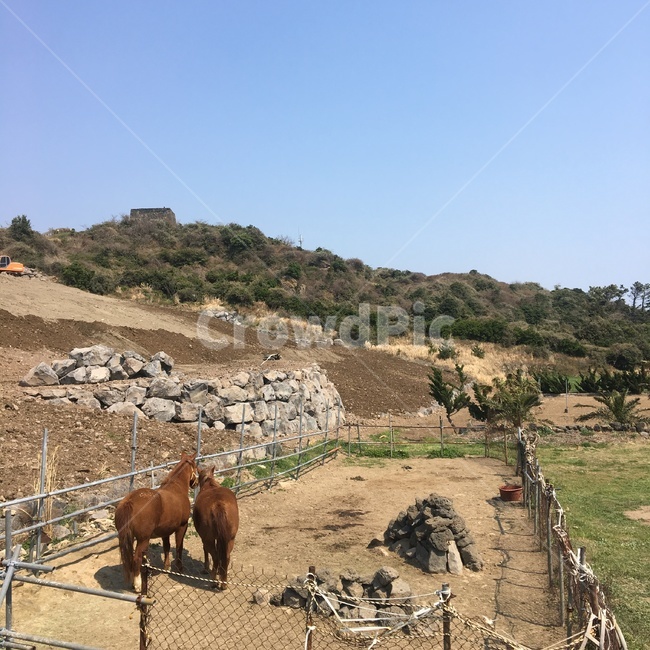 자연,당나귀,말,두마리,사이좋음,동물,animal,포유류,mammal,산업,industry,industrial,목축업,목장,livestock farming,ranching,pasture