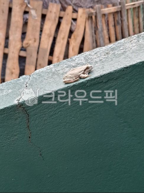 시골,개구리,알비노,하얀색,흰색,일광욕,양서류