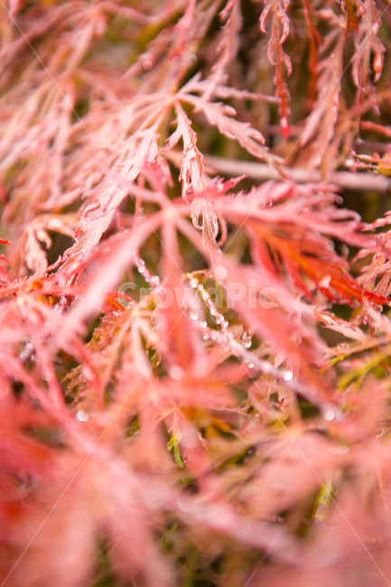 식물,flower,blossom,plant,leaf,tree,나무,단풍,야외,클로즈업,물방울,잎,꽃
