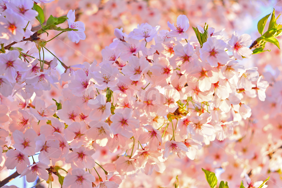 벚꽃,붐꽃,벚꽃축제,공원,시즌,계절,백그라운드,배경,바탕,spring,season,flowers,나무꽃,분홍색꽃,핑크색,pink,아름다운,화사한,화려한,예쁜,beautiful,background,3월,4월,꽃축제,체리블라썸,절정,만발,봄,계절,spring,season,식물,자연,plants,nature,꽃,flower,plant
