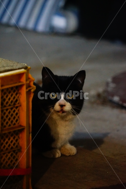 고양이,동물,포유류,길냥이,cat,animal,pet,동물,animal,포유류,mammal,고양이,cat,kitten,kitty