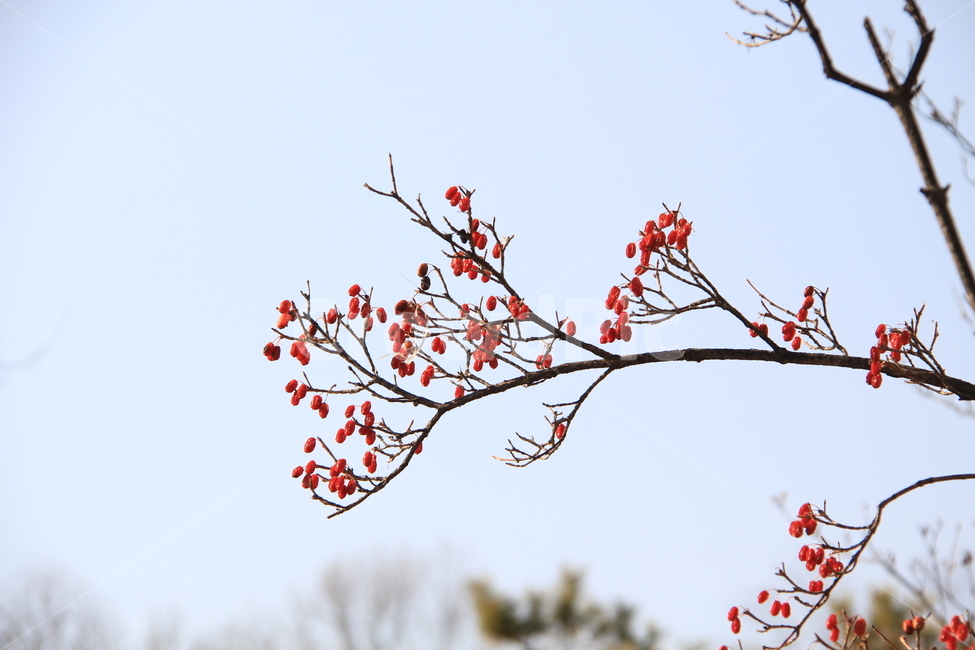 산수유,식물,건강,붉다,하늘,자연