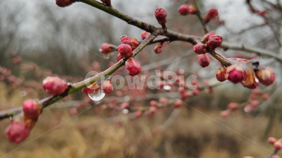 홍매화,매화,매화꽃,붉은매화꽃,홍매,자장매,plant,식물,flower,blossom,꽃,식물,자연,plants,nature,꽃,flower