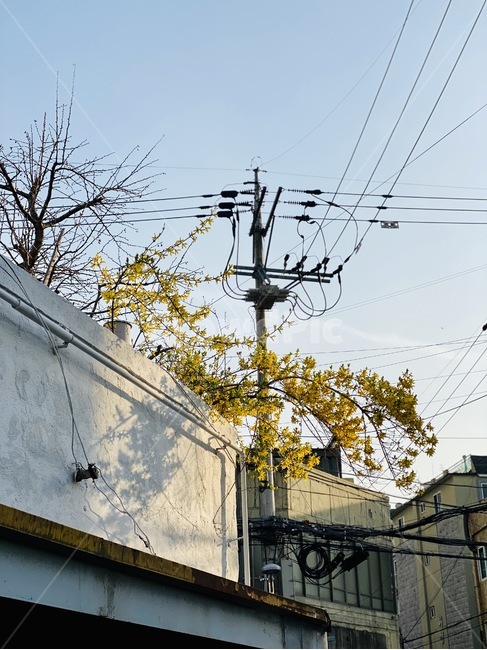 전신주,개나리,꽃,오후,햇빛,빛