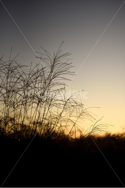 억새,갈대,가을,실루엣,하늘공원,식물,자연,plants,nature,실루엣,그림자,silhouette,shadow
