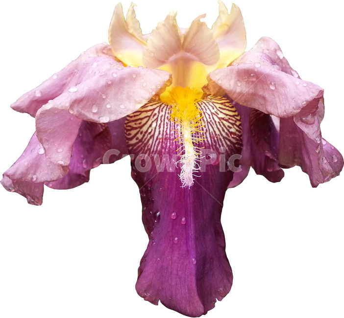 꽃,iris,아이리스,flower,저먼아이리스